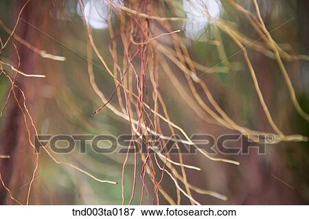 roots of the plant View Large Photo Image Stock Photo - roots of the plant. Fotosearch