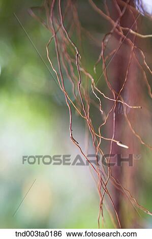 roots of the plant View Large Photo Image Stock Photograph - roots of the plant. Fotosearch