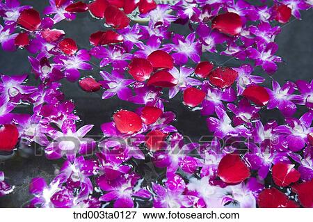 spa, flowers on the water View Large Photo Image Stock Photo - spa, flowers on the water. Fotosearch