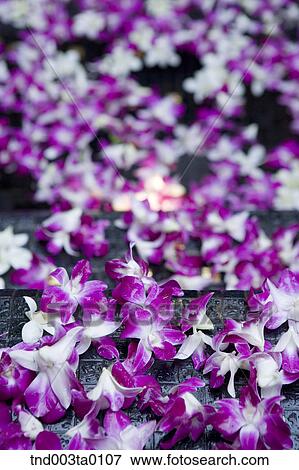 spa, purple flowers View Large Photo Image Stock Photo - spa, purple flowers. Fotosearch