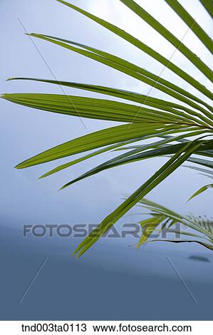 Stock Image - tropics plant. Fotosearch