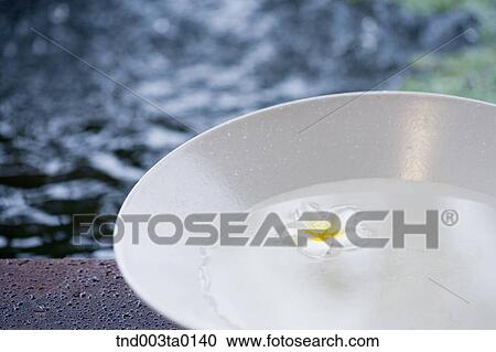 white flowers View Large Photo Image Stock Image - white flowers. Fotosearch