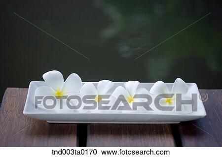 white flowers View Large Photo Image Stock Image - white flowers. Fotosearch