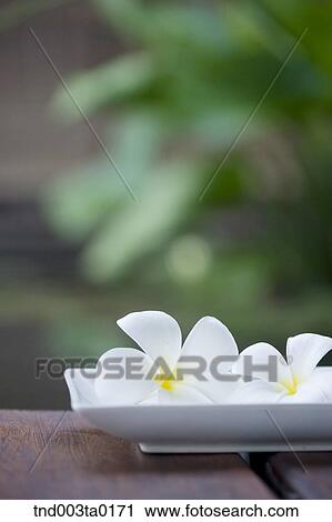 white flowers View Large Photo Image Stock Image - white flowers. Fotosearch