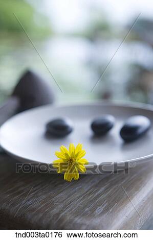 yellow flowers and pebbles View Large Photo Image Stock Photograph - yellow flowers and pebbles. Fotosearch
