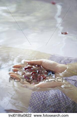 woman holding with flower petal View Large Photo Image Stock Image - woman holding with flower petal. Fotosearch