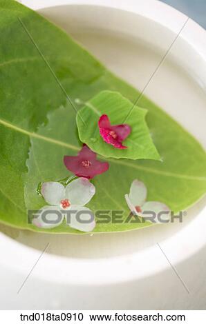 flower decoration, decorated leaves and petals on the dish View Large Photo Image Stock Image - flower decoration, decorated leaves and petals on the dish. Fotosearch