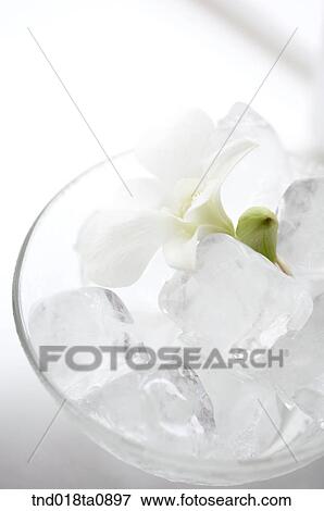 flower decoration, flowers in the ice and box View Large Photo Image Stock Photo - flower decoration, flowers in the ice and box . Fotosearch