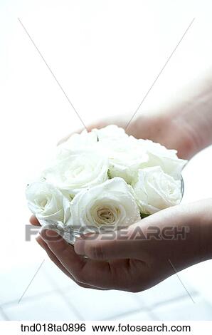 flower decoration, hand holding roses View Large Photo Image Stock Photograph - flower decoration, hand holding roses. Fotosearch