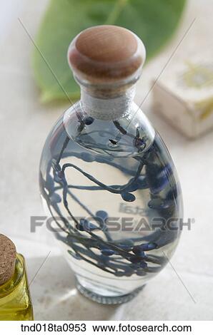 one bottle of cologne View Large Photo Image Stock Image - one bottle of cologne. Fotosearch