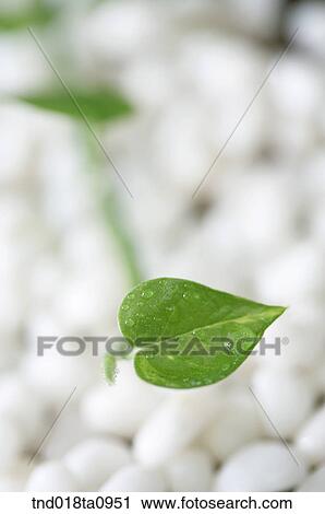 pebble and leaf with dew View Large Photo Image Stock Image - pebble and leaf with dew. Fotosearch