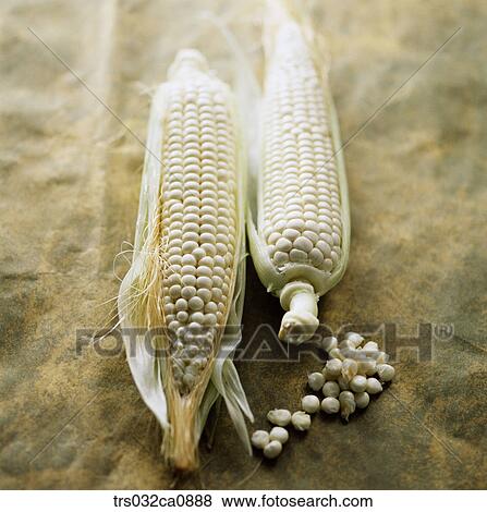 cereals, food, corn, closeup View Large Photo Image Stock Photo - cereals, food, corn, closeup. Fotosearch