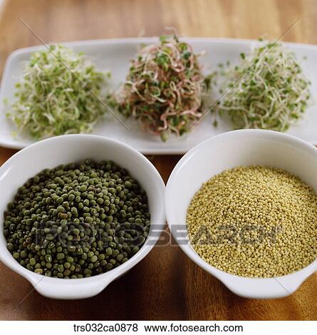 food material, food, bud, mung beans, cereals, millet, closeup View Large Photo Image Stock Photo - food material, food, bud, mung beans, cereals, millet, closeup. Fotosearch