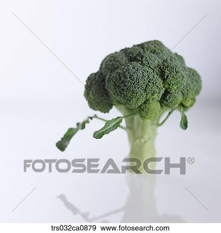 vegetable, food, broccoli, object, closeup View Large Photo Image Stock Photo - vegetable, food, broccoli, object, closeup. Fotosearch