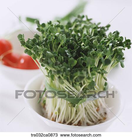 vegetable, food, bud, bundle, closeup View Large Photo Image Stock Image - vegetable, food, bud, bundle, closeup. Fotosearch