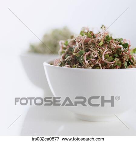 vegetable, food, bud, closeup View Large Photo Image Stock Photo - vegetable, food, bud, closeup. Fotosearch