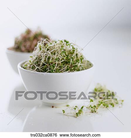 vegetable, food, bud, closeup View Large Photo Image Stock Photograph - vegetable, food, bud, closeup. Fotosearch