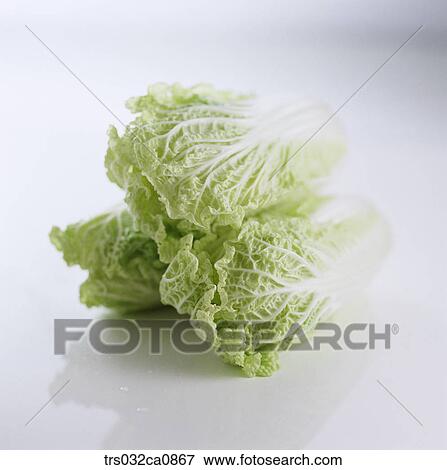 vegetable, food, Chinese cabbage, object, closeup View Large Photo Image Stock Photo - vegetable, food, Chinese cabbage, object, closeup. Fotosearch