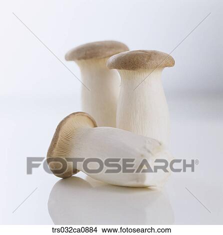 vegetable, food, mushroom, object, closeup View Large Photo Image Picture - vegetable, food, mushroom, object, closeup. Fotosearch