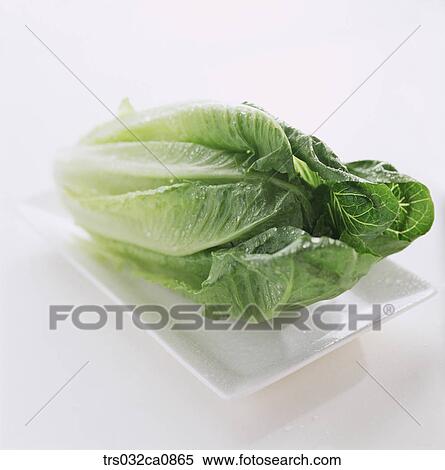 vegetable, food, Pak Choi, object, closeup View Large Photo Image Stock Photography - vegetable, food, Pak Choi, object, closeup. Fotosearch