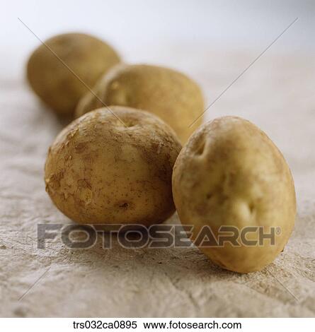 vegetable, food, potato, closeup View Large Photo Image Stock Photography - vegetable, food, potato, closeup. Fotosearch