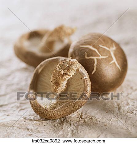 vegetable, food, pyogo mushroom, closeup View Large Photo Image Stock Image - vegetable, food, pyogo mushroom, closeup. Fotosearch