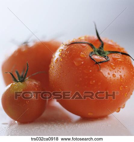 vegetable, food, tomato, tomato, closeup View Large Photo Image Stock Photo - vegetable, food, tomato, tomato, closeup. Fotosearch