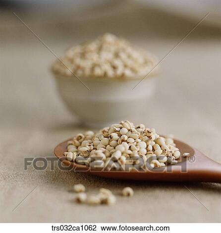 cereals, food, adlay, closeup View Large Photo Image Stock Image - cereals, food, adlay, closeup. Fotosearch