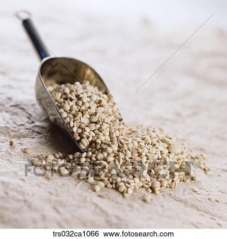 cereals, food, adlay, closeup View Large Photo Image Stock Photograph - cereals, food, adlay, closeup. Fotosearch