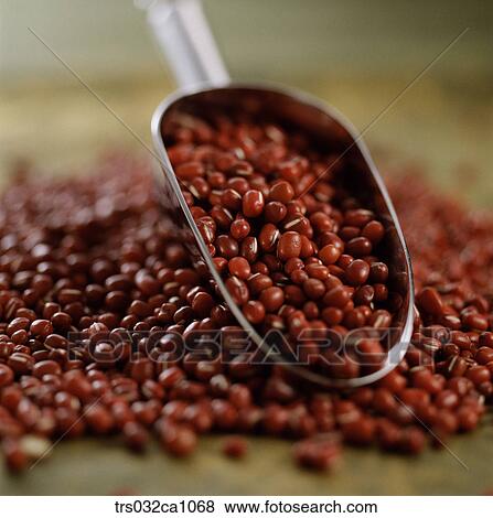 Stock Photo - cereals, food, red-bean, closeup. Fotosearch