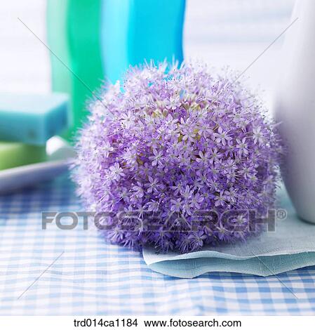 對象 花 紫色 桌布 花瓶 蔥屬植物圖片 Trd014ca1184 Fotosearch