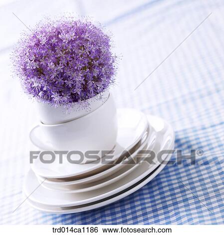 object, flower, purple, coffee cup, plate, tablecloth, Allium View Large Photo Image Stock Photograph - object, flower, purple, coffee cup, plate, tablecloth, Allium. Fotosearch