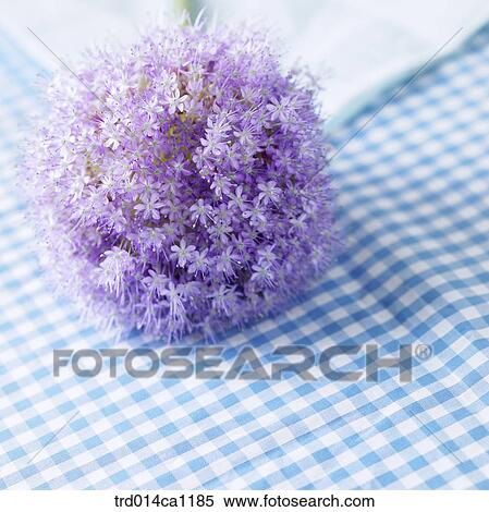 object, flower, purple, tablecloth, close-up, Allium View Large Photo Image Stock Photography - object, flower, purple, tablecloth, close-up, Allium. Fotosearch