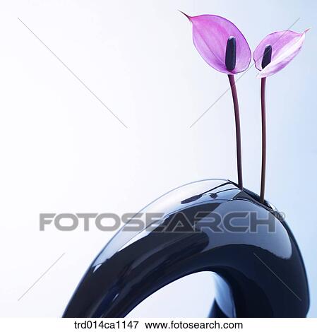 object, flower, purple, vase, calla View Large Photo Image Stock Photo - object, flower, purple, vase, calla. Fotosearch