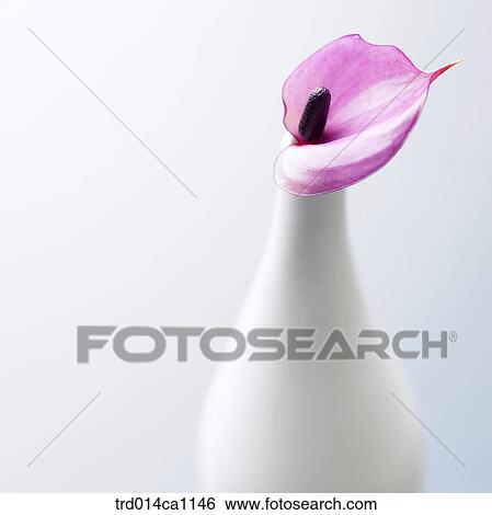 object, flower, purple, vase, calla View Large Photo Image Stock Photograph - object, flower, purple, vase, calla. Fotosearch