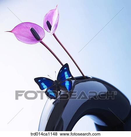 object, flower, purple, vase, butterfly, insect View Large Photo Image Stock Photo - object, flower, purple, vase, butterfly, insect. Fotosearch