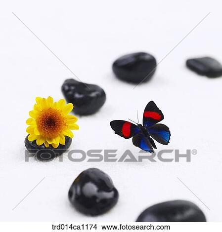 object, flower, yellow, stone, butterfly, insect, powder View Large Photo Image Picture - object, flower, yellow, stone, butterfly, insect, powder. Fotosearch