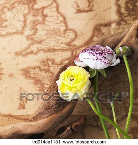 Stock Image - object, map, branch, flower, yellow, purple, bud. Fotosearch