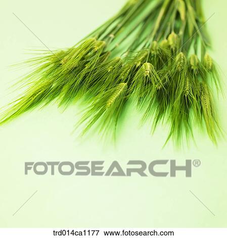 object, object, barley, green, barley View Large Photo Image Stock Photo - object, object, barley, green, barley. Fotosearch