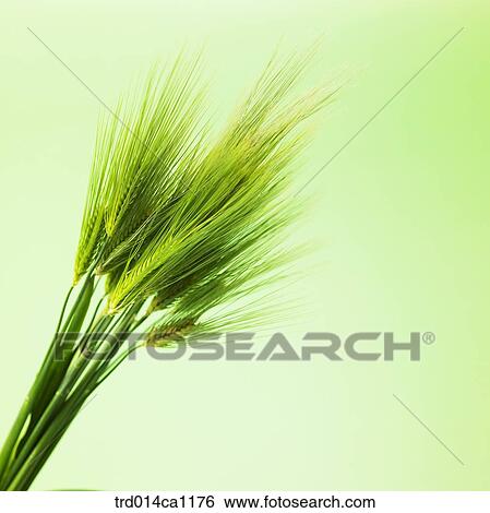 Stock Photograph - object, object, barley, green, barley. Fotosearch