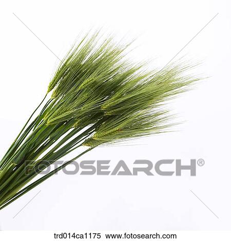 object, object, barley, green, gerbera View Large Photo Image Stock Photography - object, object, barley, green, gerbera. Fotosearch