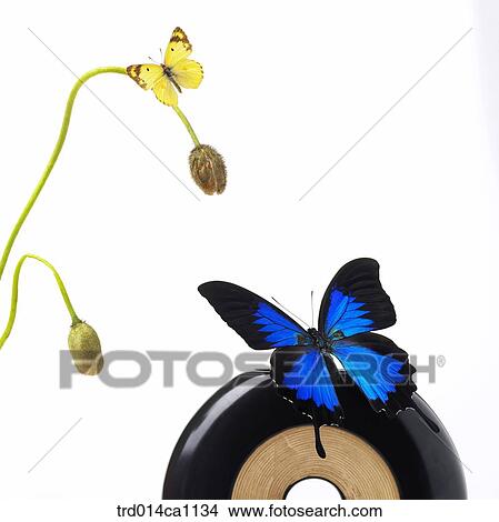 object, object, bud, butterfly, insect, yellow, blue View Large Photo Image Picture - object, object, bud, butterfly, insect, yellow, blue. Fotosearch