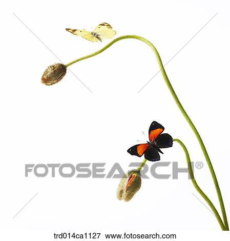 object, object, bud, butterfly, insect, poppy View Large Photo Image Stock Photo - object, object, bud, butterfly, insect, poppy. Fotosearch
