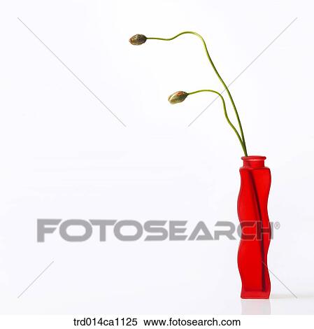 Stock Photography - object, object, bud, vase, red, poppy. Fotosearch