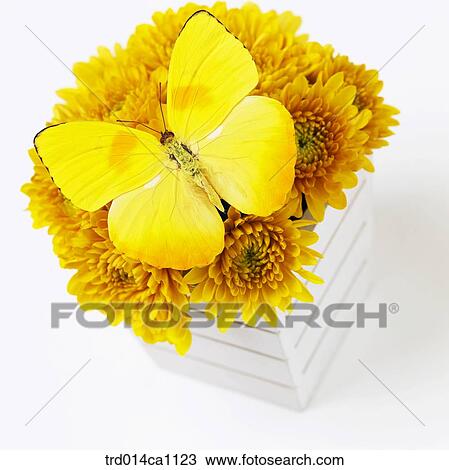 object, object, flower basket, chrysanthemum, yellow, butterfly, insect View Large Photo Image Stock Image - object, object, flower basket, chrysanthemum, yellow, butterfly, insect. Fotosearch