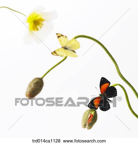 Stock Photo - object, object, flower, bud, butterfly, insect, poppy. Fotosearch