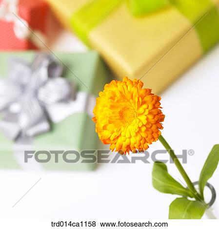 object, object, flower, chrysanthemum, yellow, gift box, ribbon View Large Photo Image Stock Photo - object, object, flower, chrysanthemum, yellow, gift box, ribbon. Fotosearch