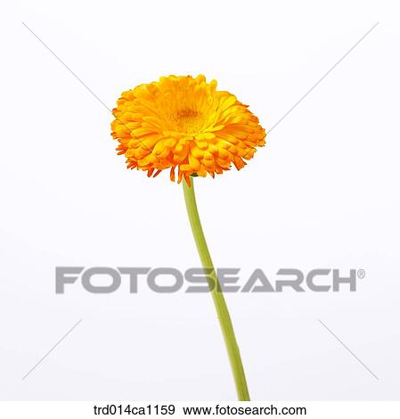 object, object, flower, chrysanthemum, yellow View Large Photo Image Stock Photo - object, object, flower, chrysanthemum, yellow. Fotosearch