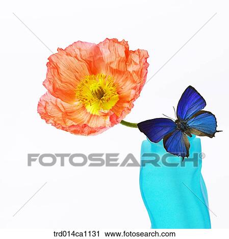 object, object, flower, orange, butterfly, insect, vase View Large Photo Image Stock Image - object, object, flower, orange, butterfly, insect, vase. Fotosearch