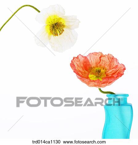object, object, flower, orange, white, vase View Large Photo Image Stock Image - object, object, flower, orange, white, vase. Fotosearch